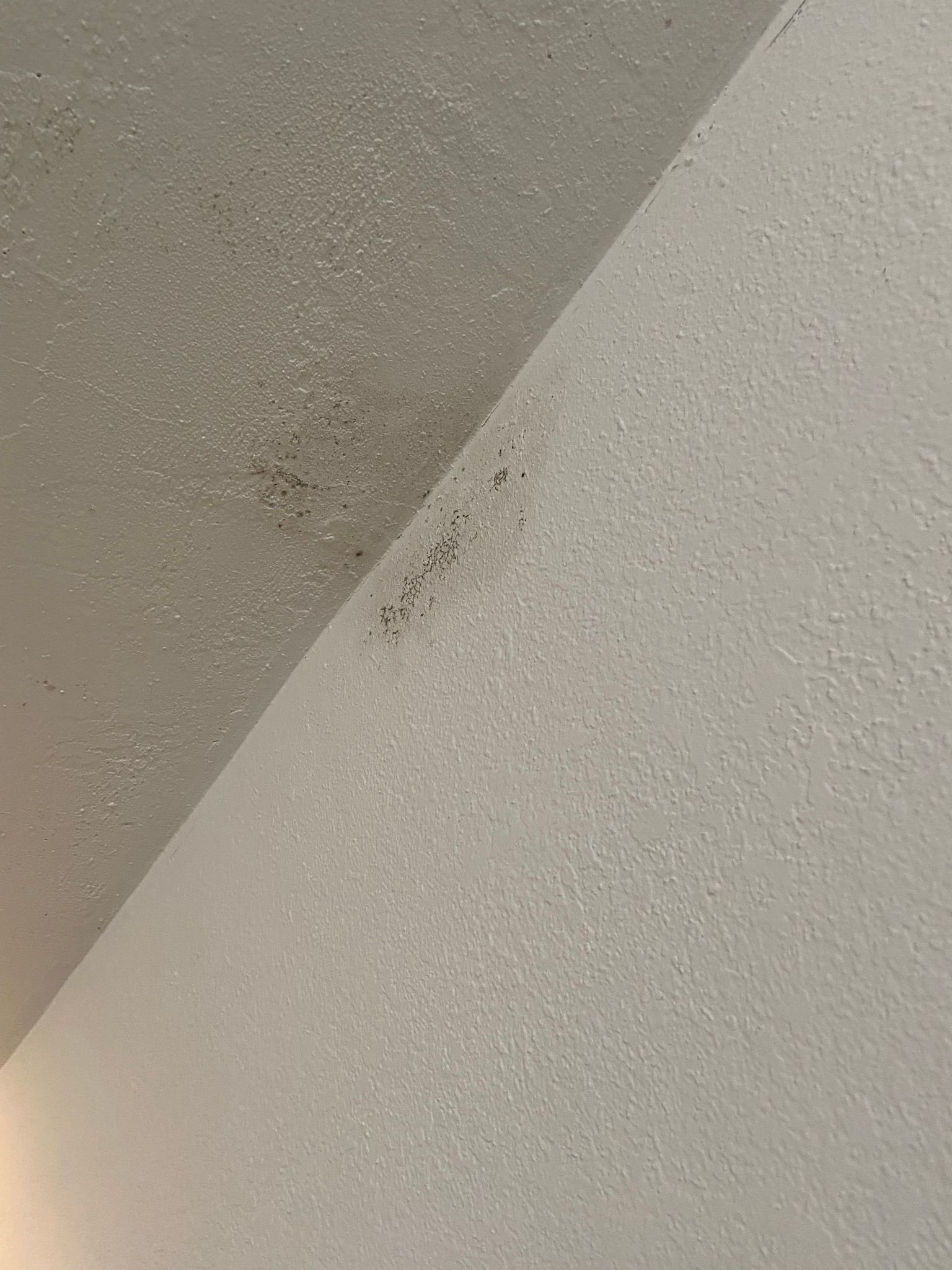 Moldy ceiling with dark patches, near a ventilation grate. Beige walls in a corner of a room.