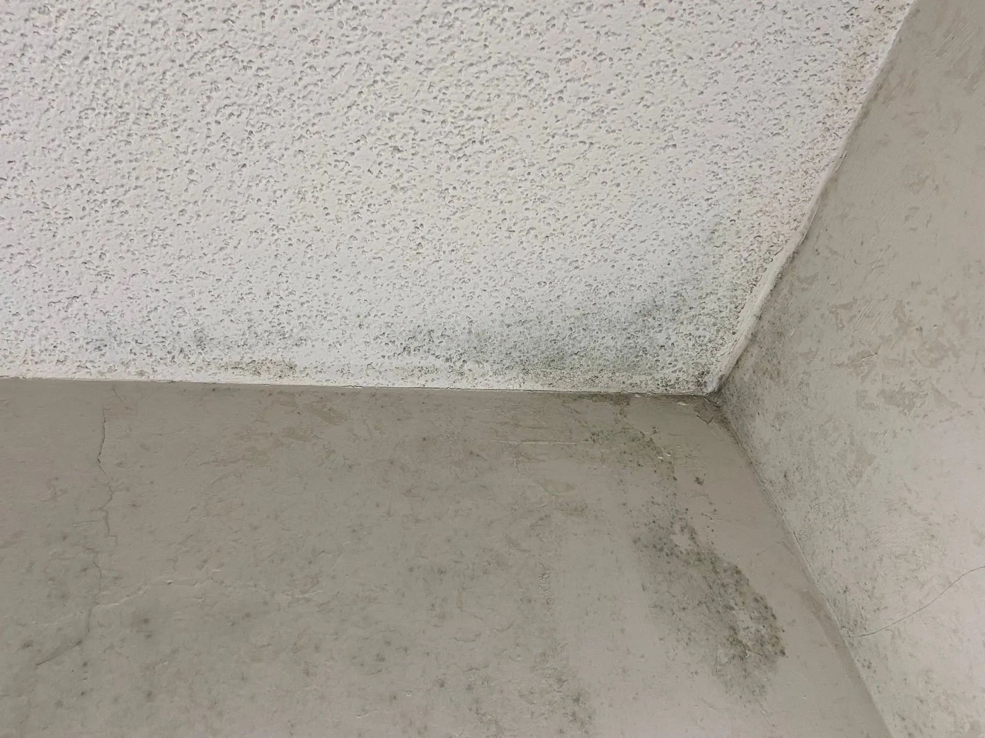 Mold growth on ceiling and wall corner. White textured ceiling meets gray wall.