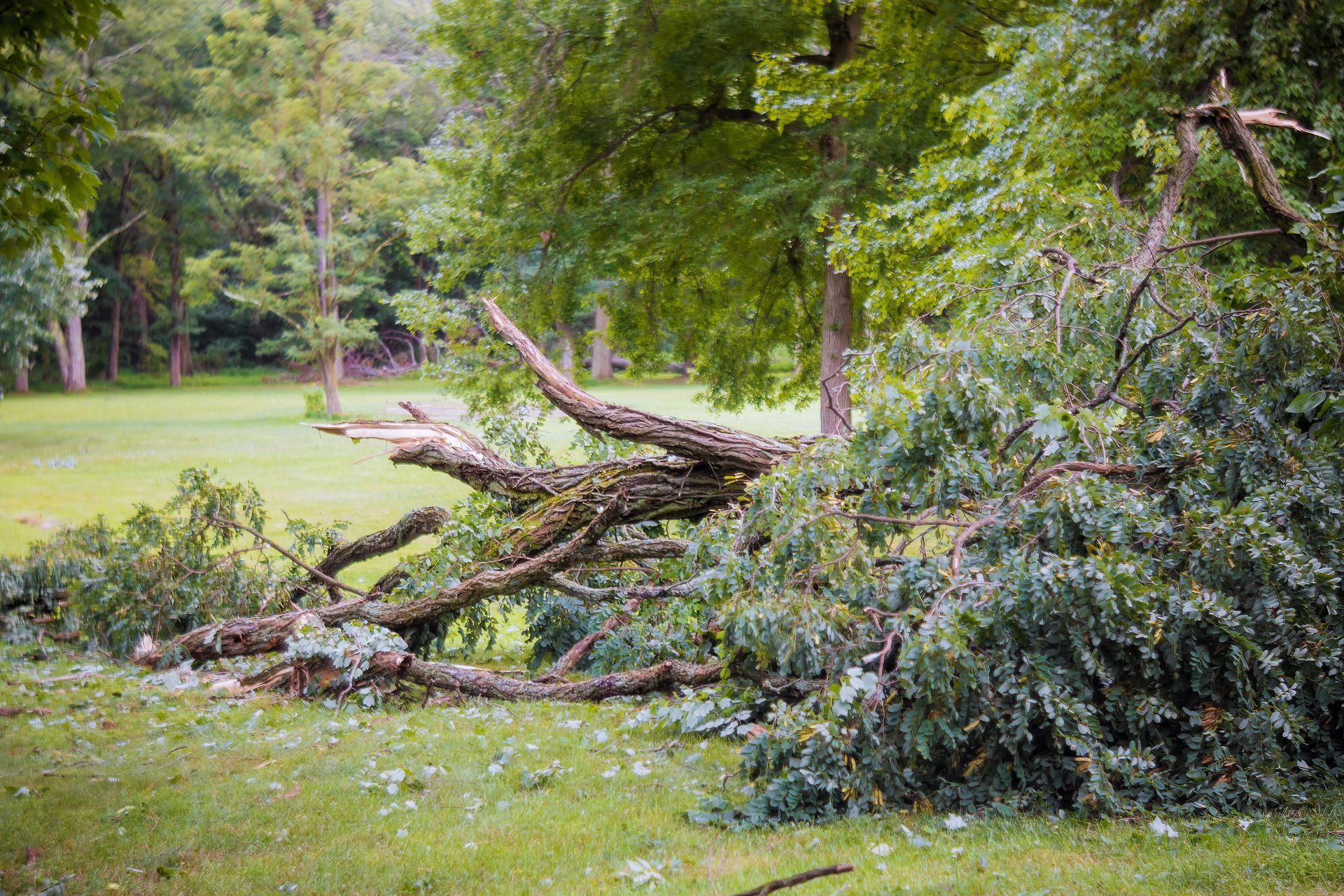 Emergency Tree Removals, Damaged Tree Removals | Stillwater & West ...