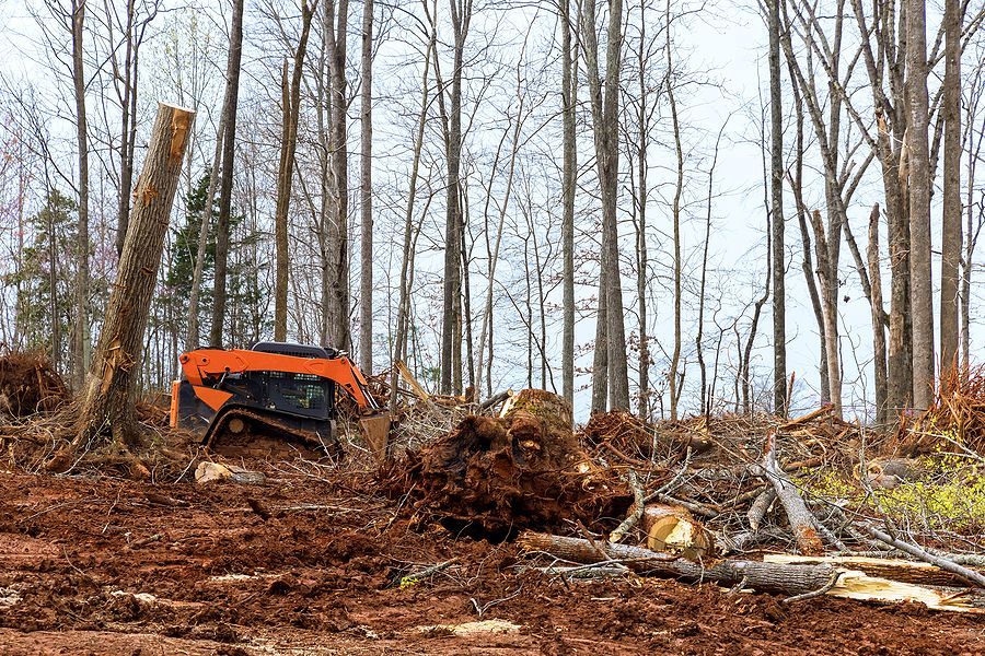 A bulldozer is cutting down trees in a forest.