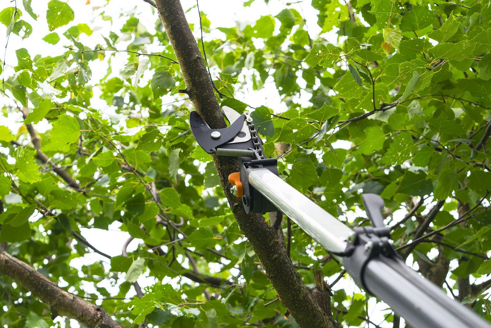 A person is cutting a tree branch with a pair of scissors.