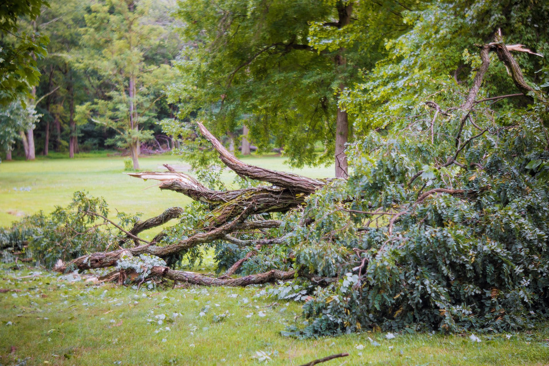 A pile of fallen trees in a grassy field.