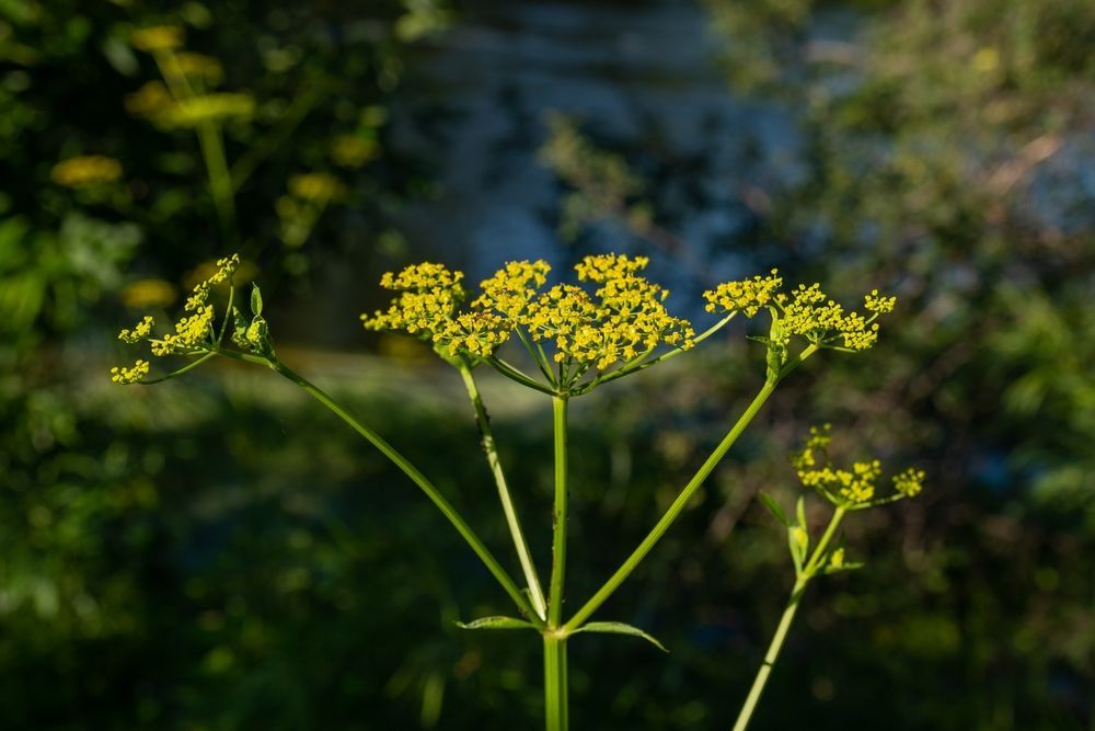 A close up of a plant with yellow flowers and green leaves.