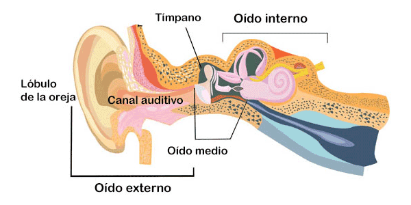 DR. ESTEBAN ARMANDO VÁZQUEZ LEJARZA - problemas de audición