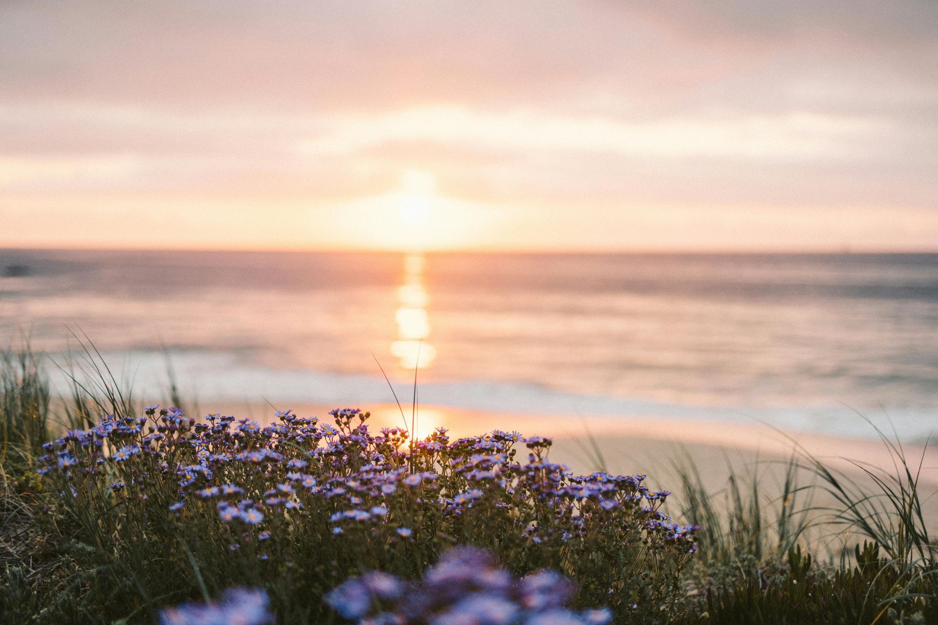 calm water with flowers and sunset