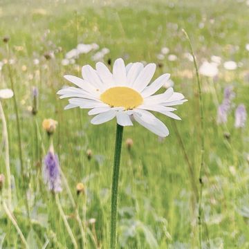 thought-field-therapy-in-newcastle