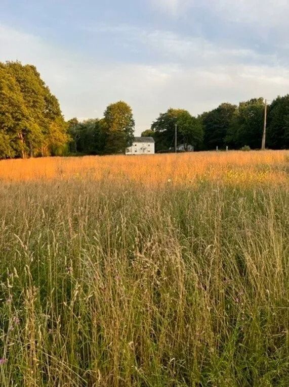 Tall grass meadow at sunset with trees and a white house in the distance.