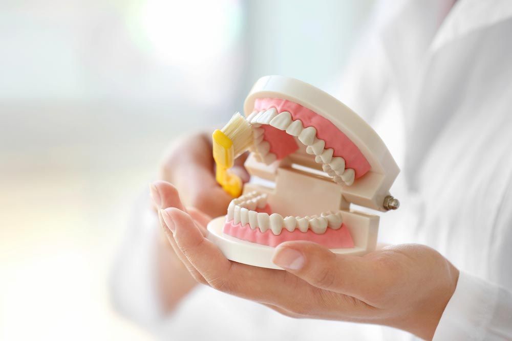 Dentist Holding A Model Of Teeth And A Toothbrush