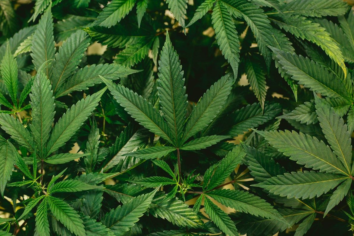 Dense green cannabis leaves filling the frame, with pointed serrated leaflets overlapping in a natural pattern