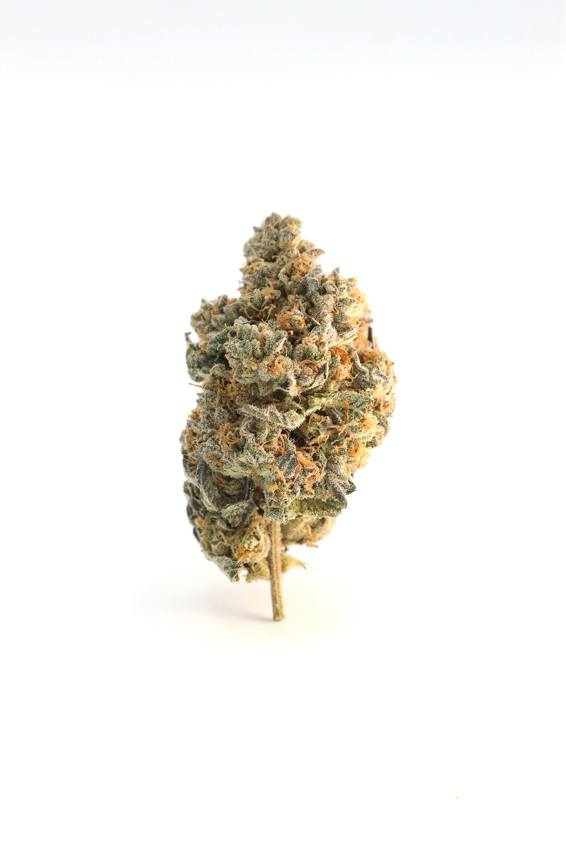 Single cannabis bud on a white background