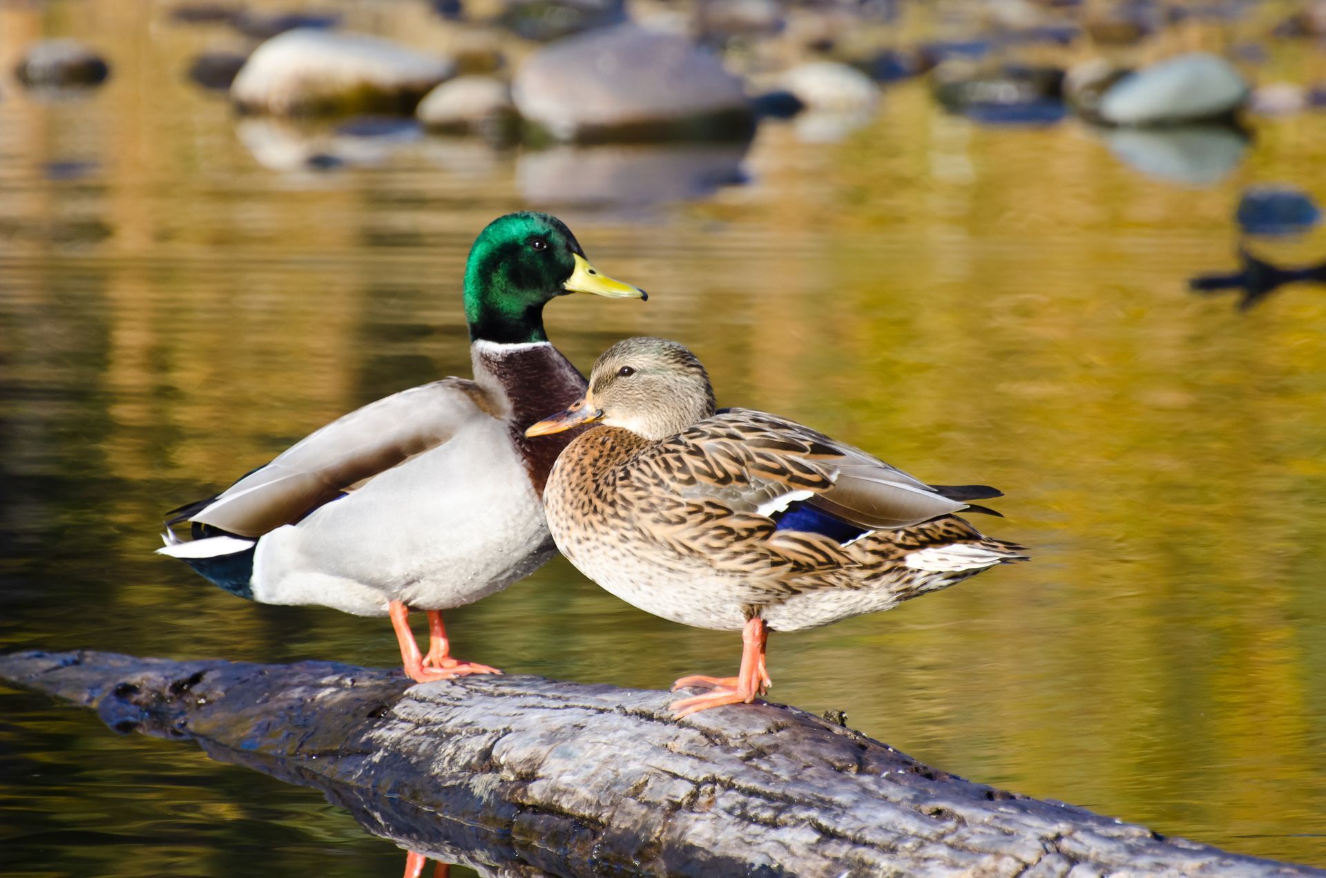 Mallard ducks, male and female, perched on a log in a pond.