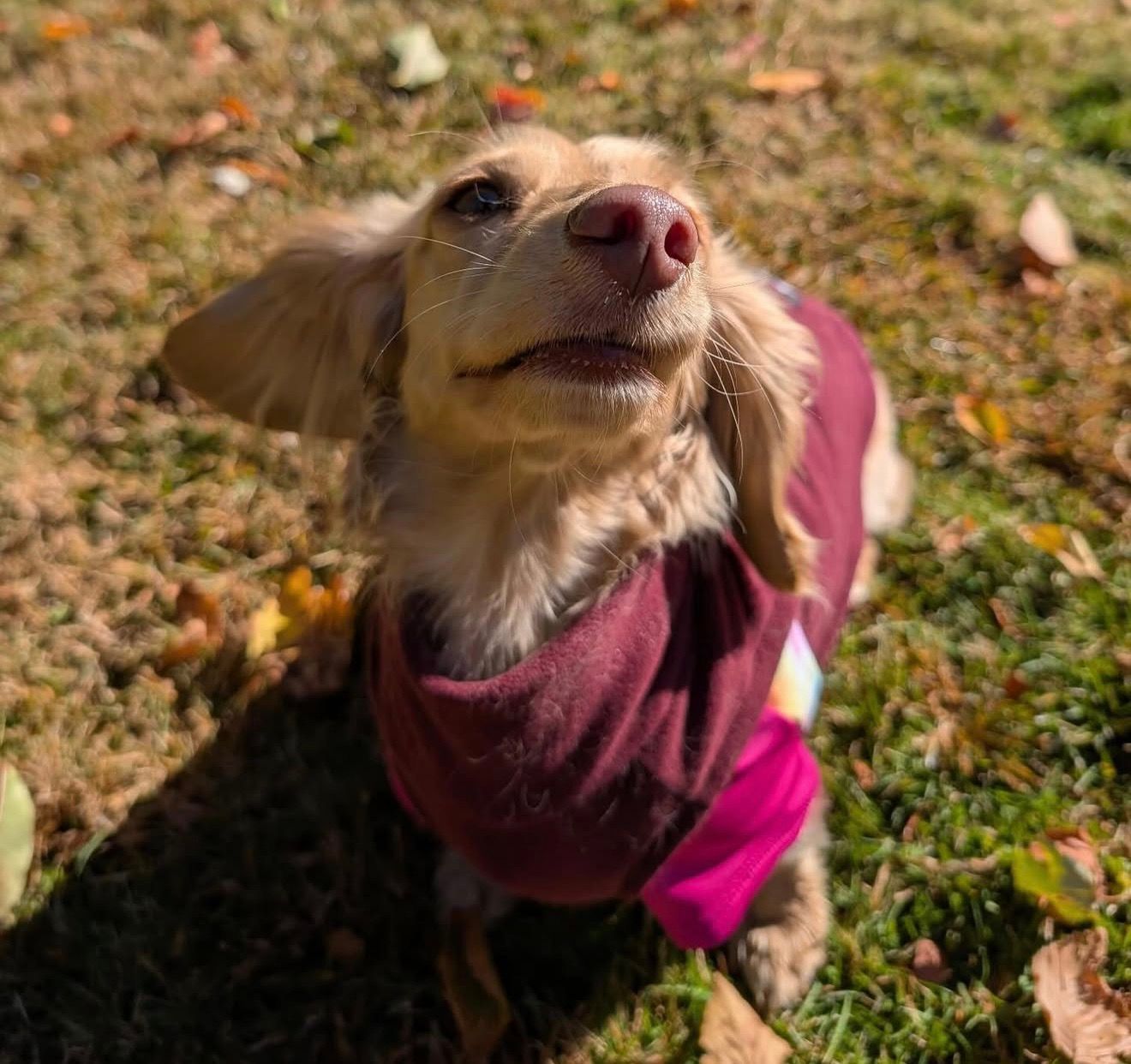 Tan dachshund wearing a burgundy shirt, looking up with a content expression. Outdoor setting with grass and sunlight.
