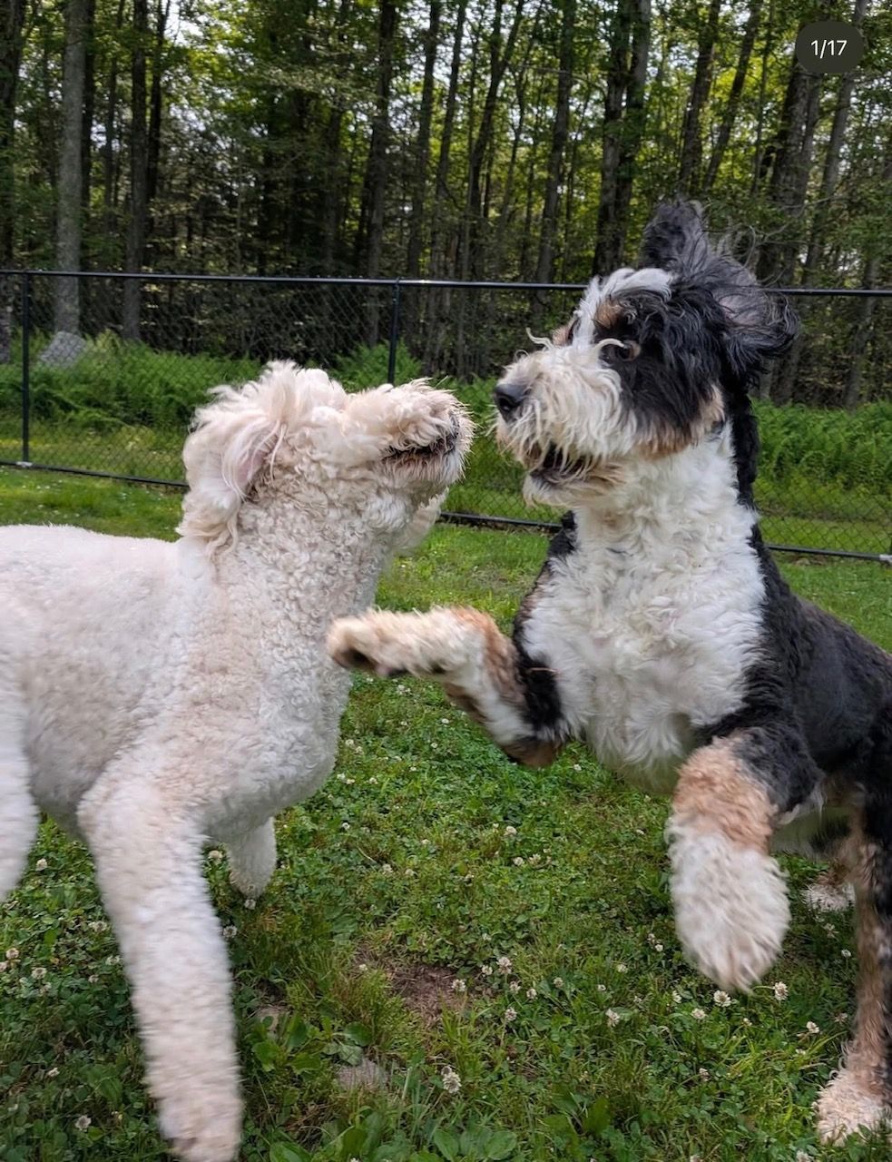 Two fluffy dogs, one white, one black and brown, playfully pawing at each other in a grassy area with trees.