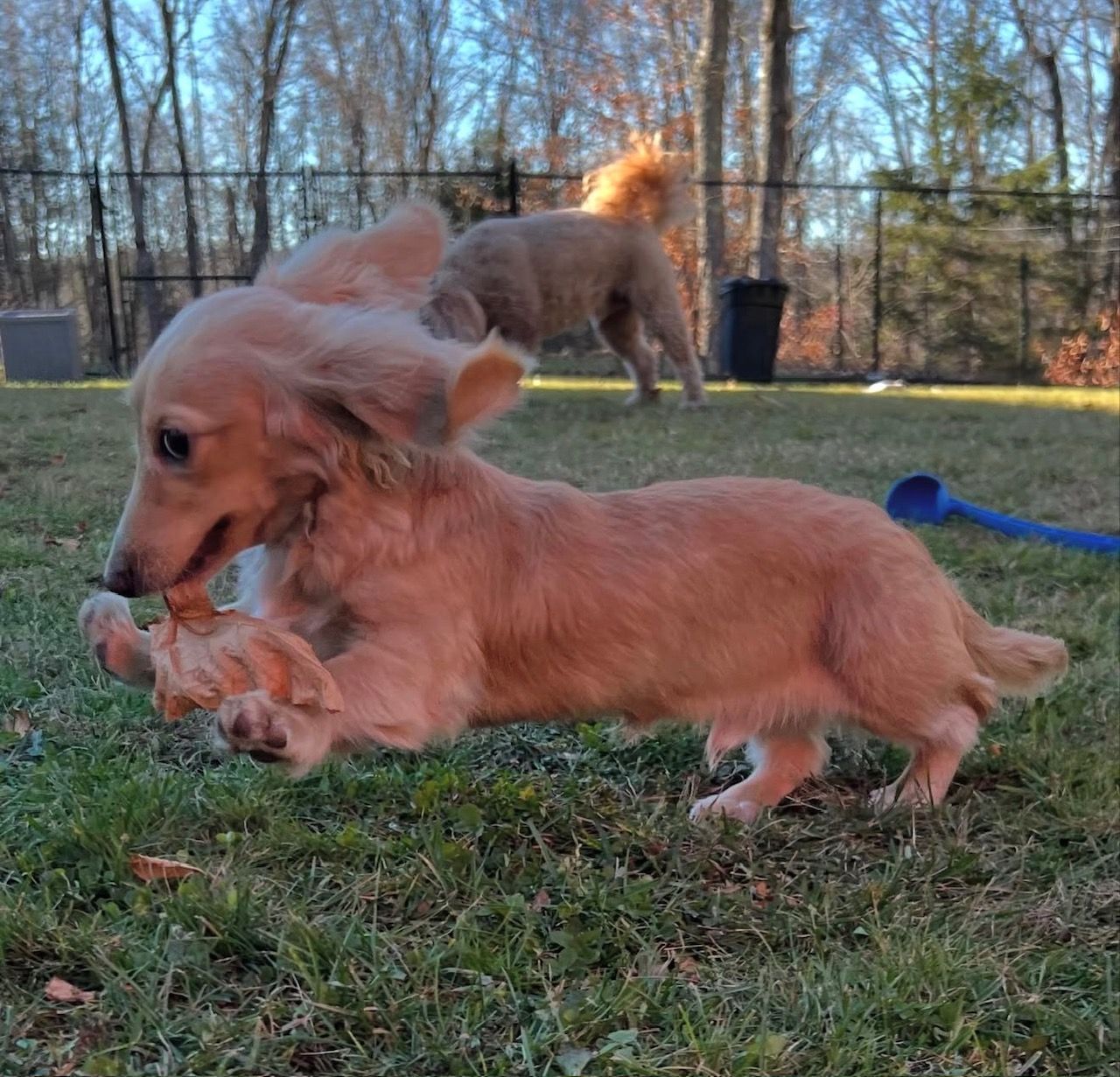 Tan dachshund puppy leaping across green grass, carrying a chew toy. Another dog in the background.