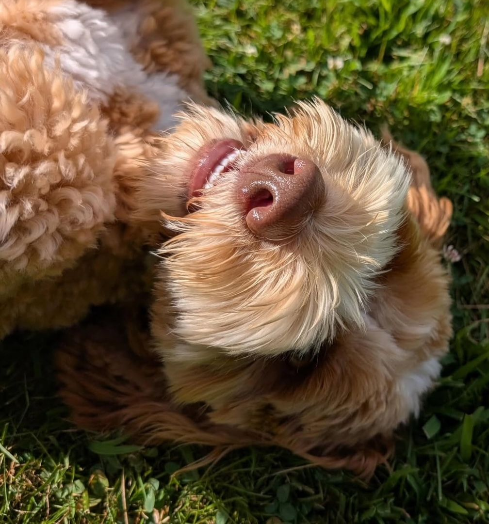 Golden-brown dog lying on its back in grass with its tongue out.