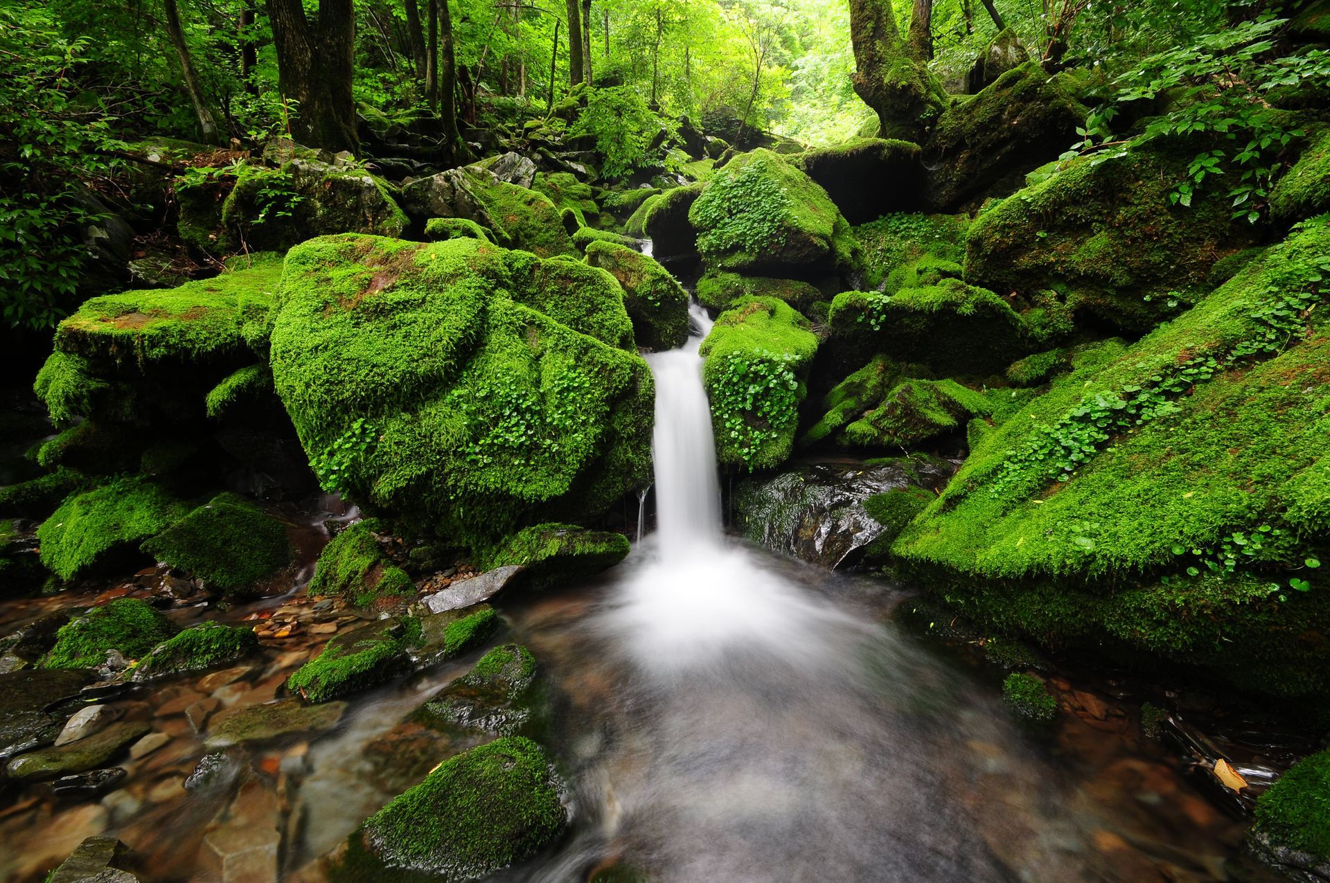 A small waterfall in a forest surrounded by mossy rocks A small waterfall in a forest surrounded by mossy rocks