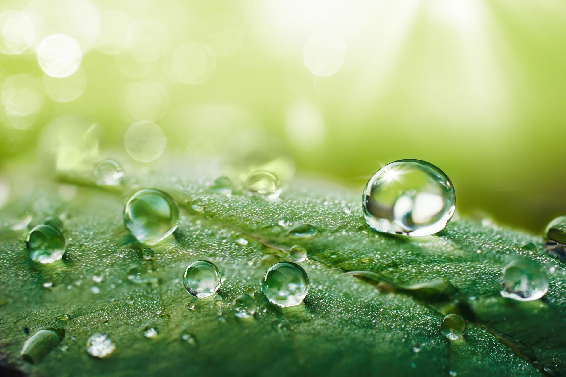 A close up of water drops on a green leaf. A close up of water drops on a green leaf.