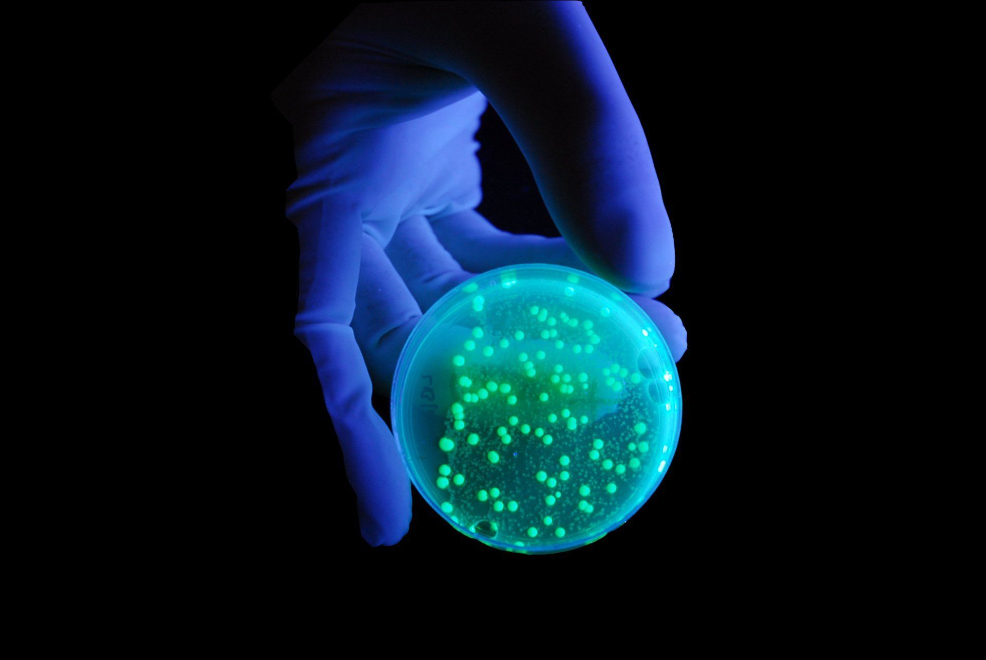 A gloved hand holds a petri dish illuminated with glowing green bacterial colonies against a black background. A gloved hand holds a petri dish illuminated with glowing green bacterial colonies against a black background.