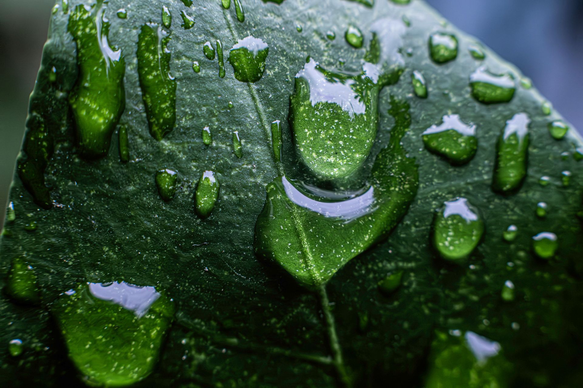 Close-up of a green leaf covered in clear water droplets, reflecting light. Close-up of a green leaf covered in clear water droplets, reflecting light.