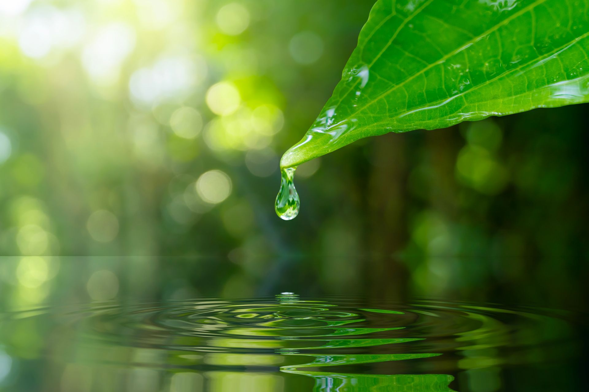 A water droplet falling from a green leaf into water, with a blurred green forest background. A water droplet falling from a green leaf into water, with a blurred green forest background.