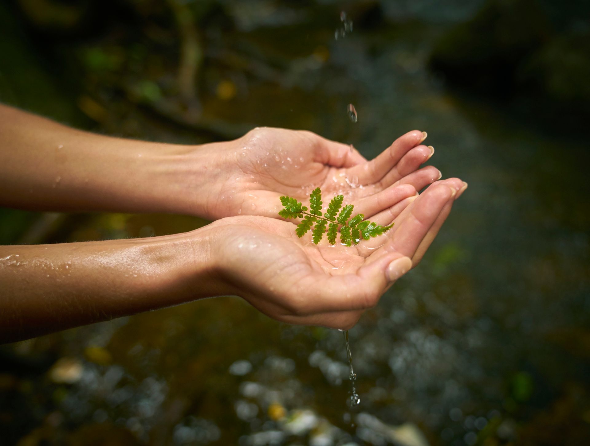 Hands cupped, catching water dripping onto a small green fern. Outdoors, blurred background. Hands cupped, catching water dripping onto a small green fern. Outdoors, blurred background.