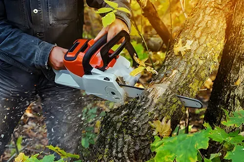 Commercial Tree Removal