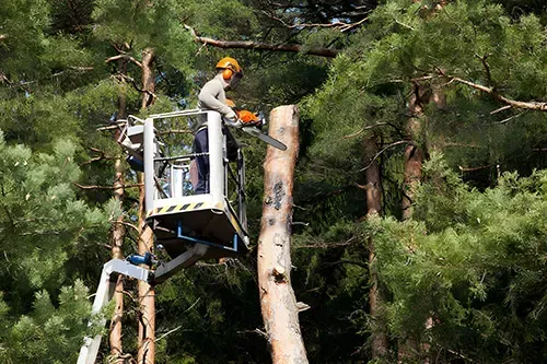Hazardous Branch Removal