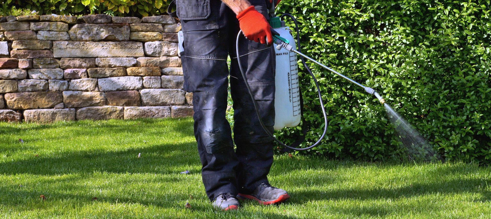 Person spraying grass with a hose in a yard beside a stone wall and hedge