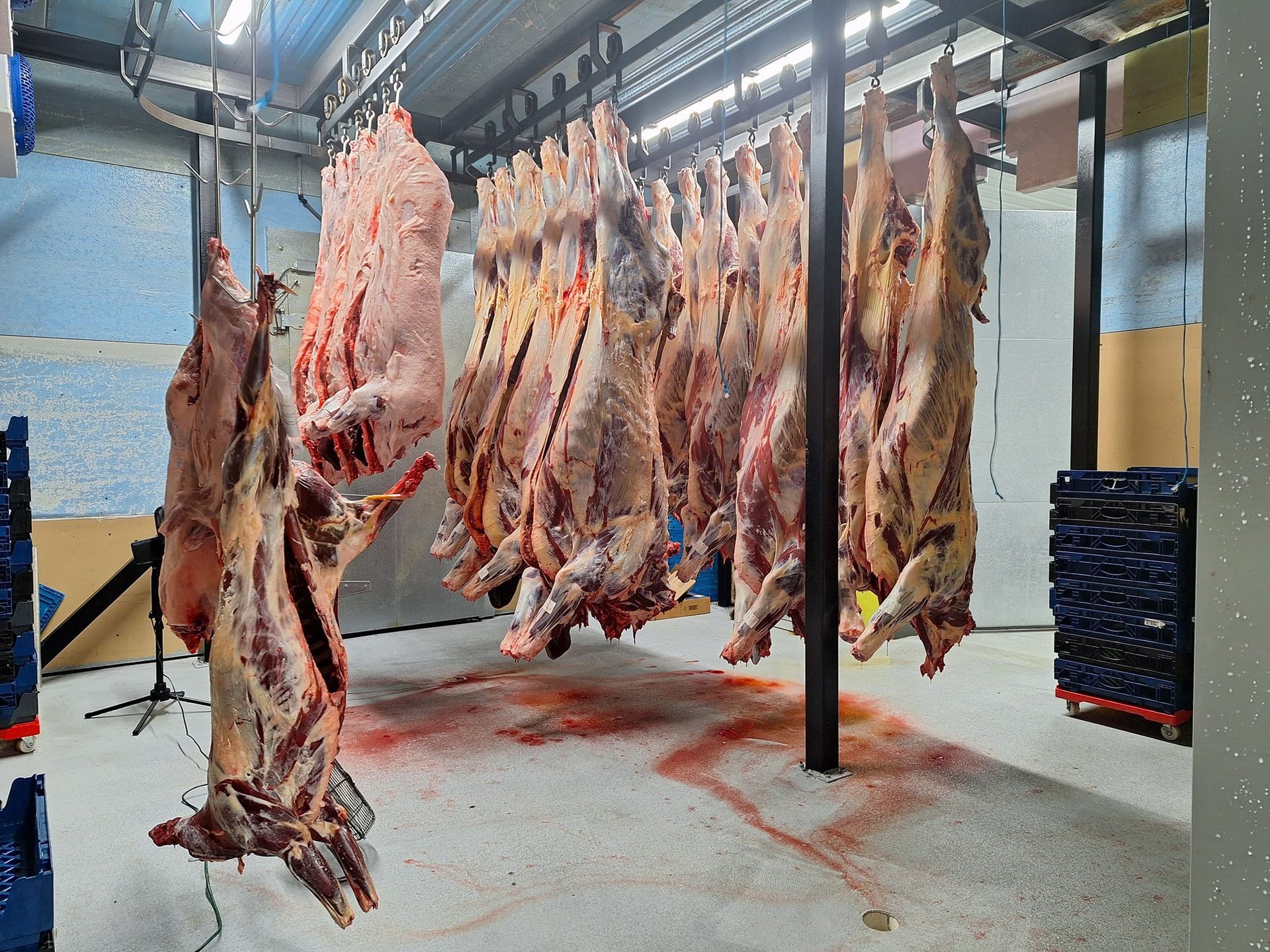 Carcasses of beef hanging in a butcher shop, stained floor, blood, and metallic overhead tracks.