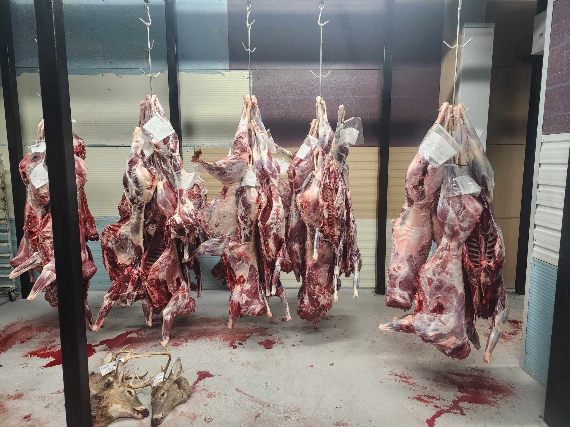 Carcasses of butchered animals hanging from hooks in a meat locker, blood on the floor.