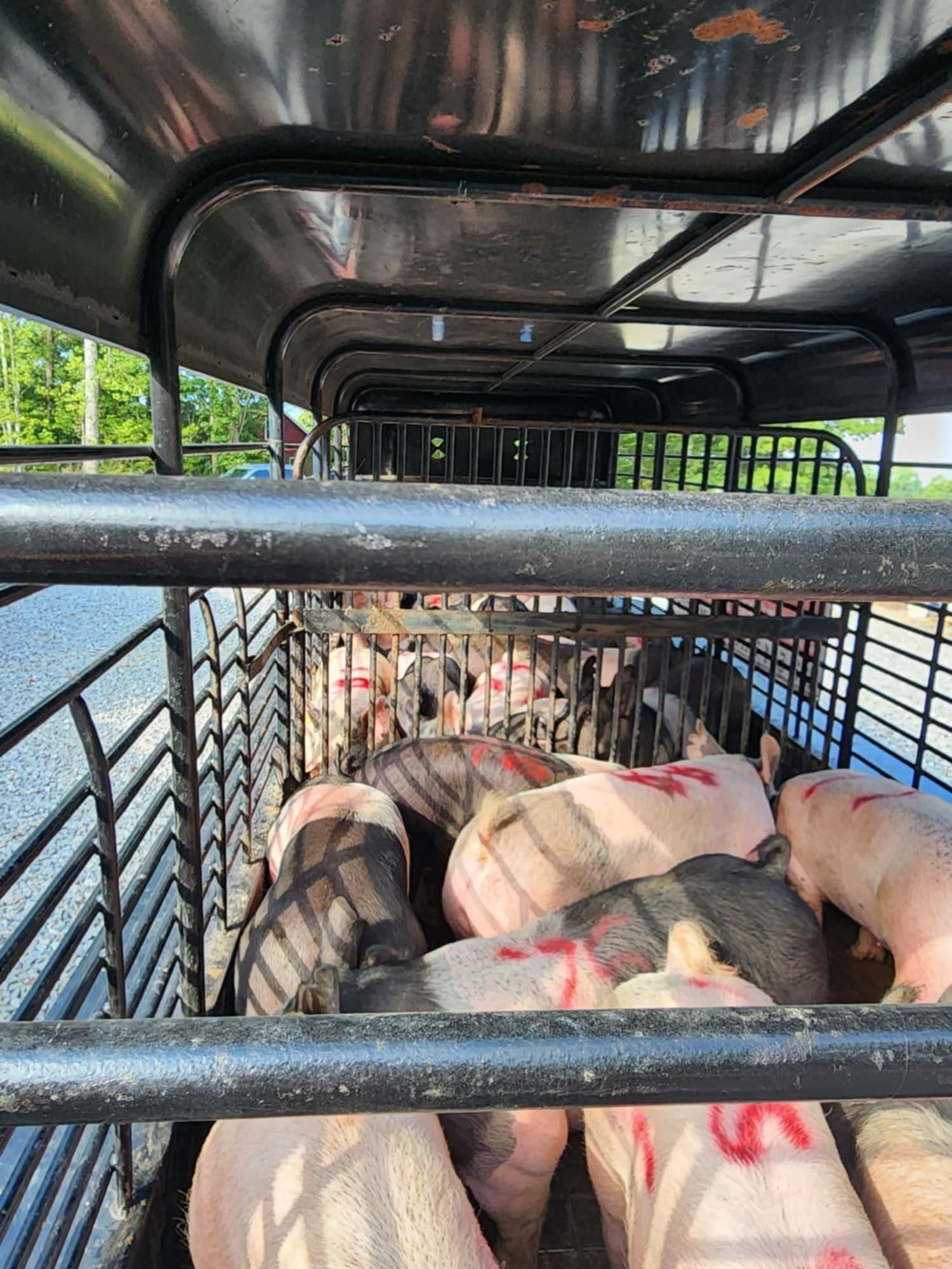 Pigs in a metal transport cage, marked with red, inside a truck.