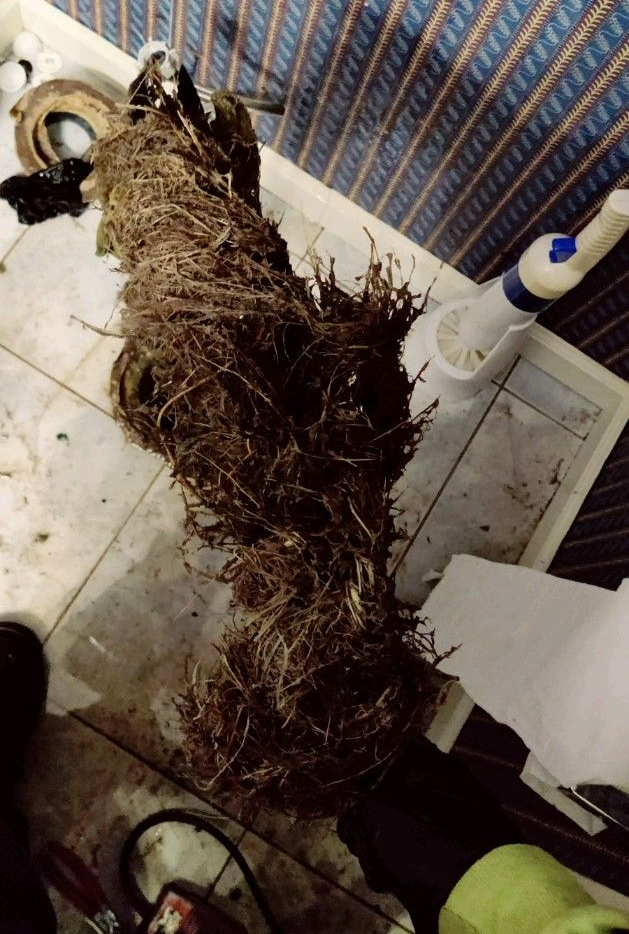 Common Blockages – Denver, CO – Mile High Drain Cleaning