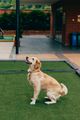 Golden retriever sitting on green turf in a courtyard, looking up beside a brick building.
