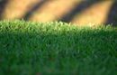 Close-up of green grass with a blurred warm-toned background and sunlight