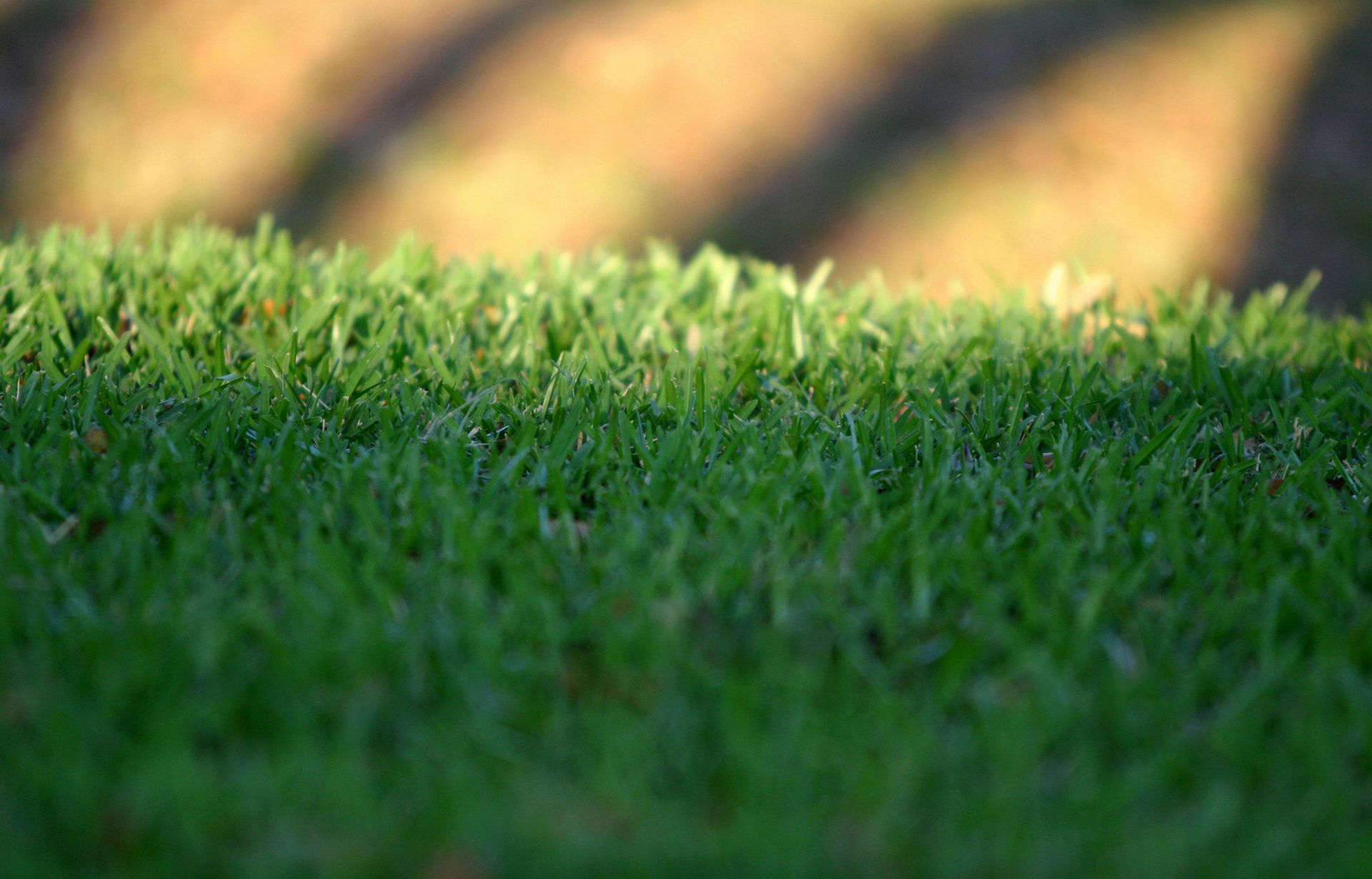 Close-up of green grass with a blurred warm-toned background and sunlight