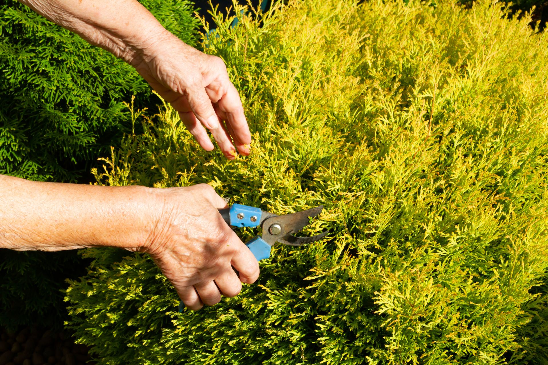 Hands pruning a bright green shrub with garden shears outdoors