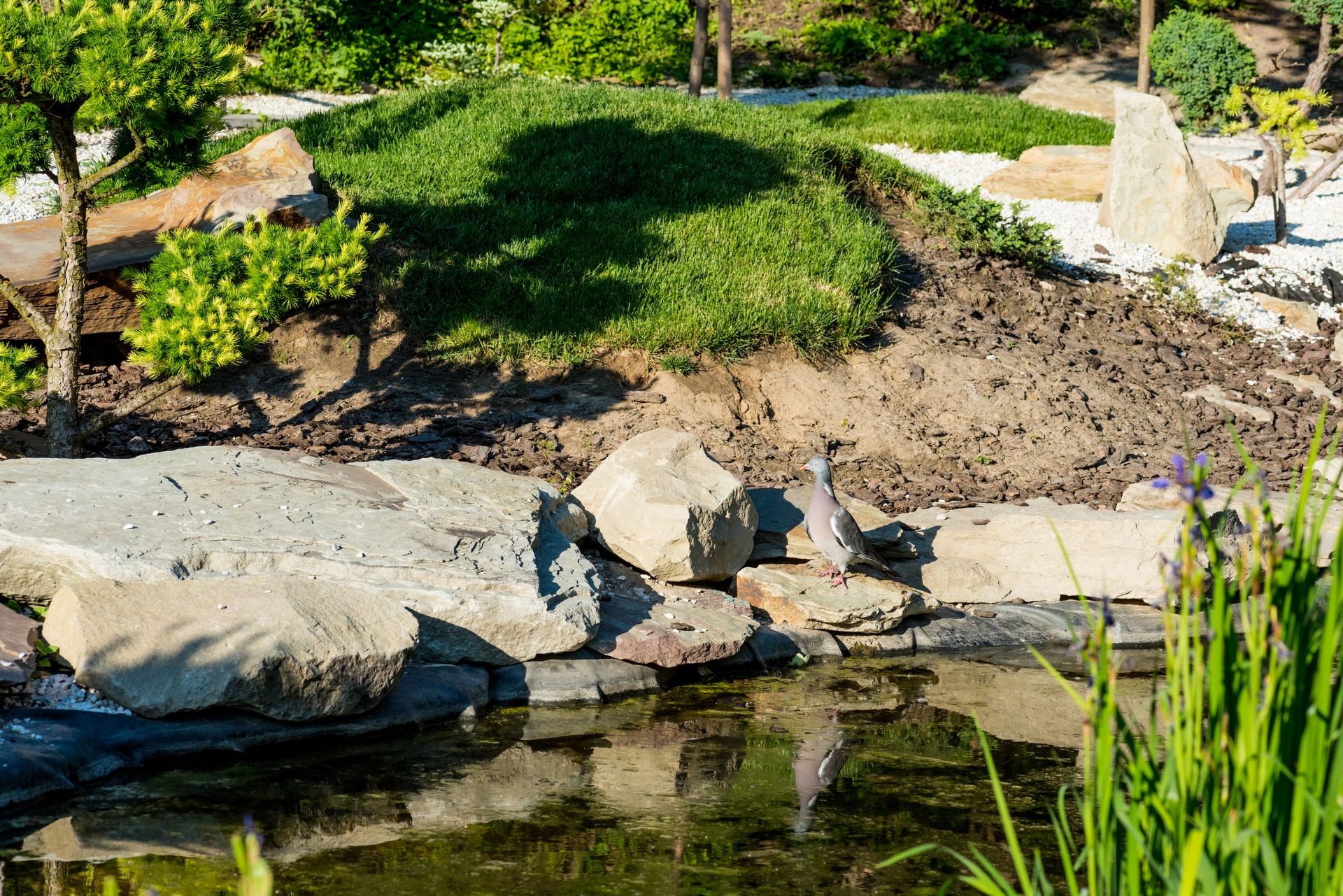 Rock garden beside a calm pond with stones, shrubs, and green plants in sunlight