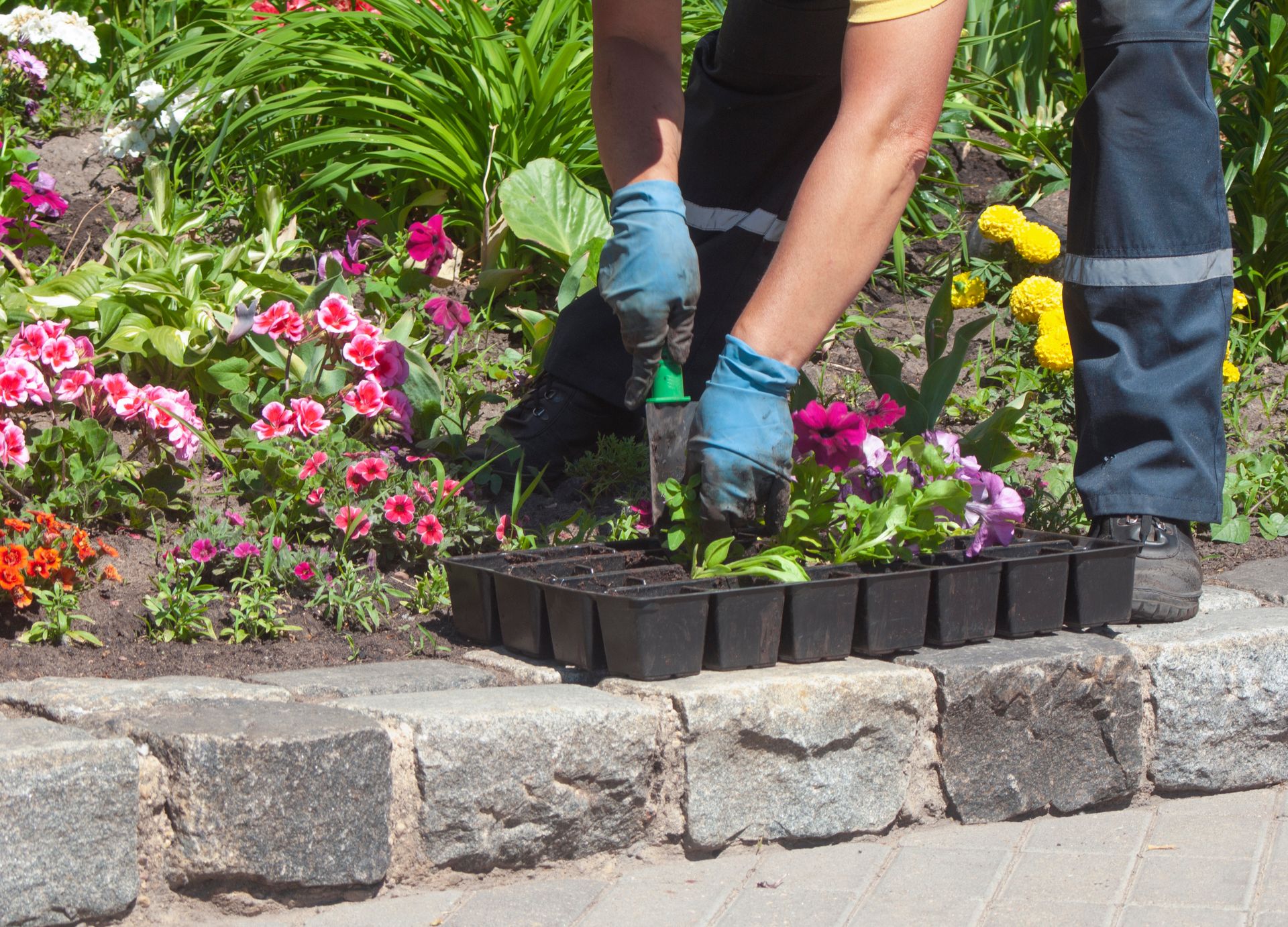 Gardener planting purple flowers in a flower bed beside colorful blooms and a stone curb