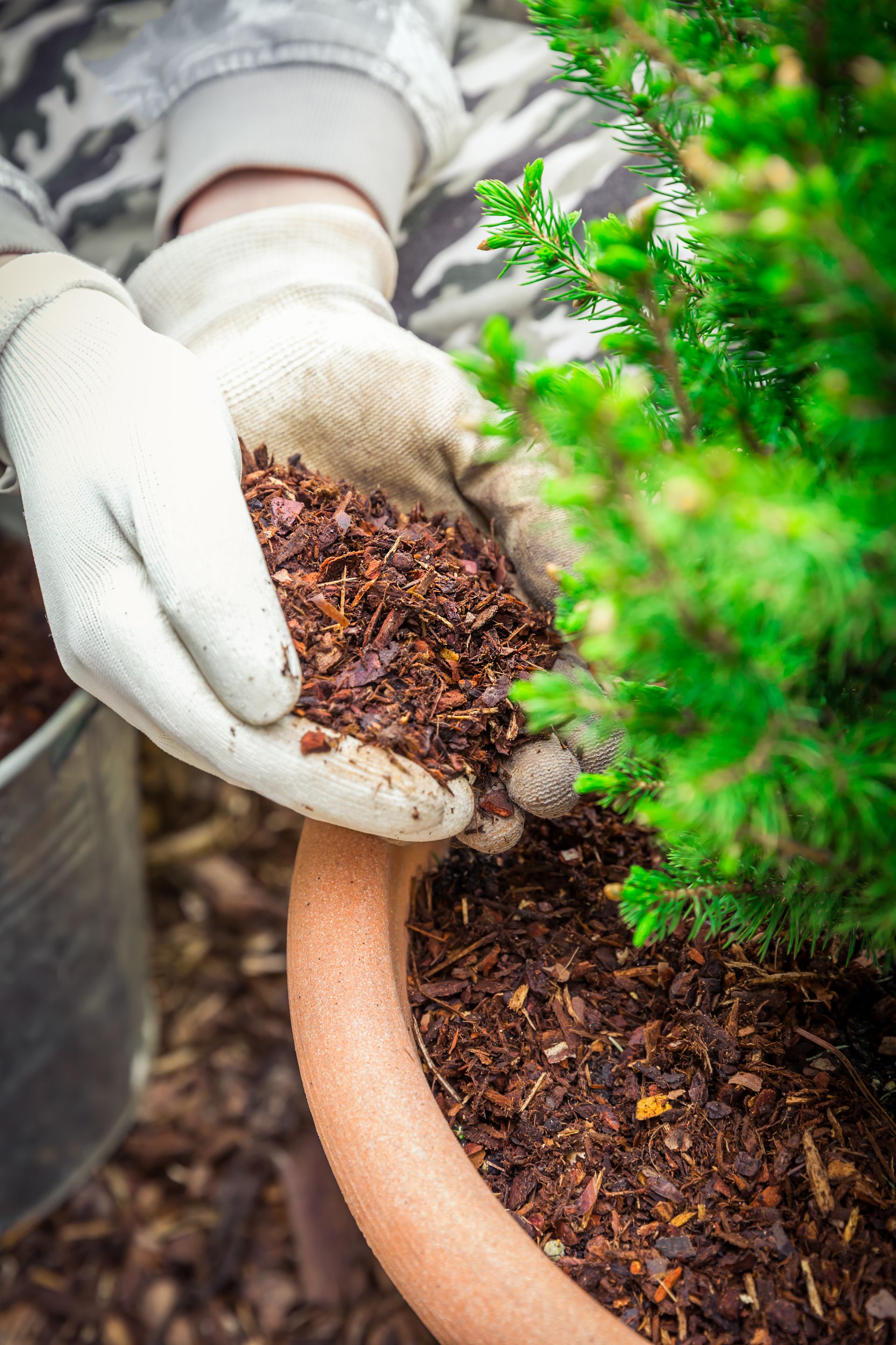 Gloved hands apply mulch around a young tree beside green shrubs.