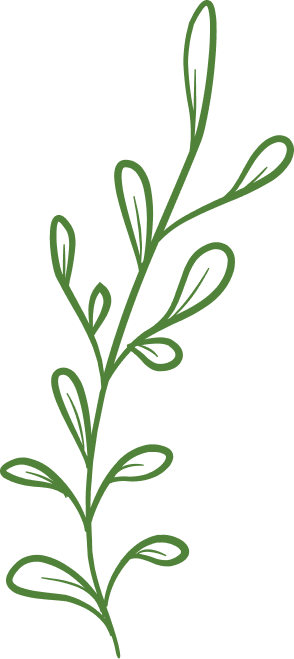Green leafy vine illustration on a white background