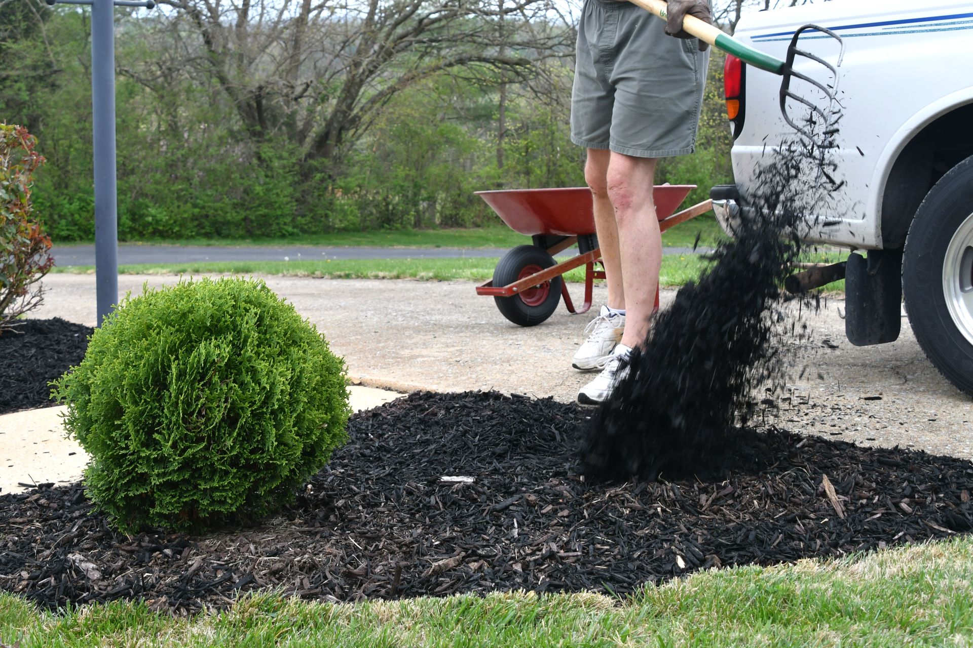 Person shoveling dark mulch from a truck into a flower bed beside a round green shrub