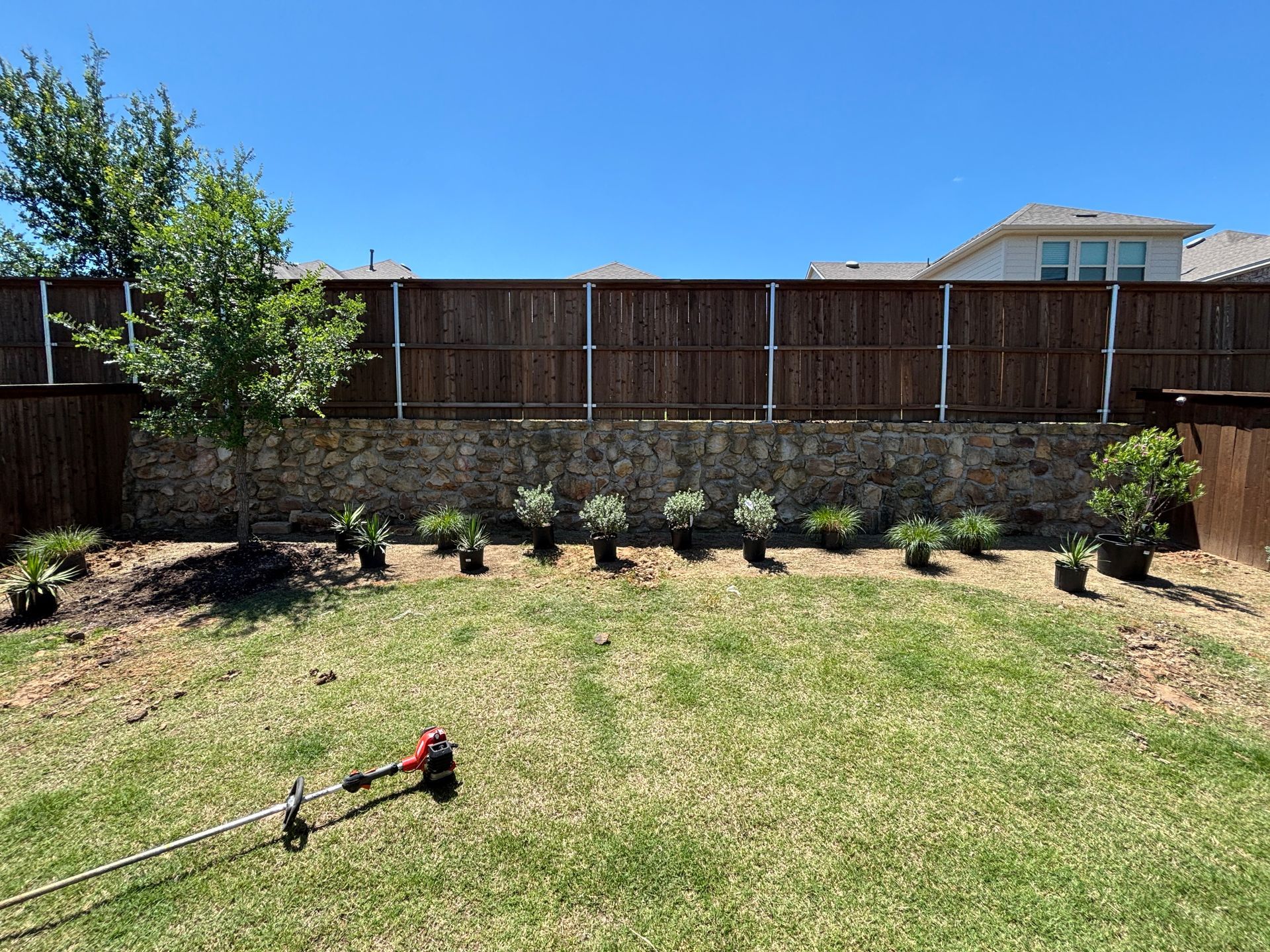 Sunny backyard with a grassy lawn, wooden fence, and small shrubs along a stone wall.