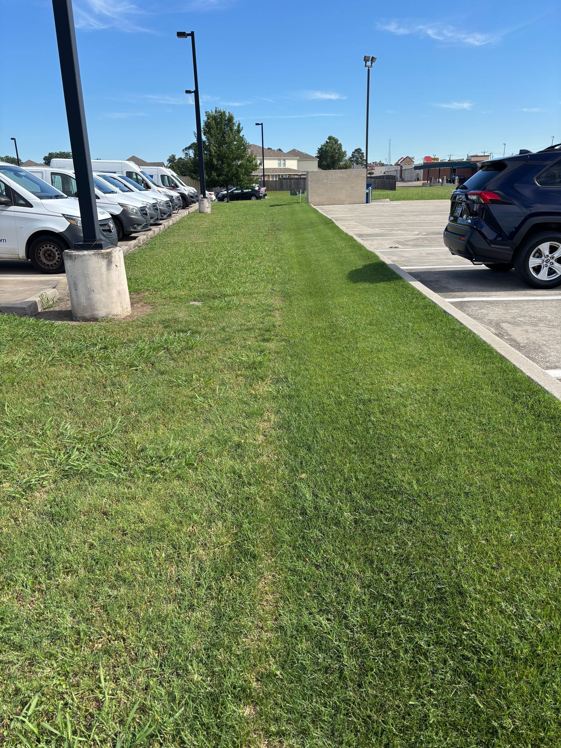 Grassy strip between parked cars and a sidewalk under a sunny sky