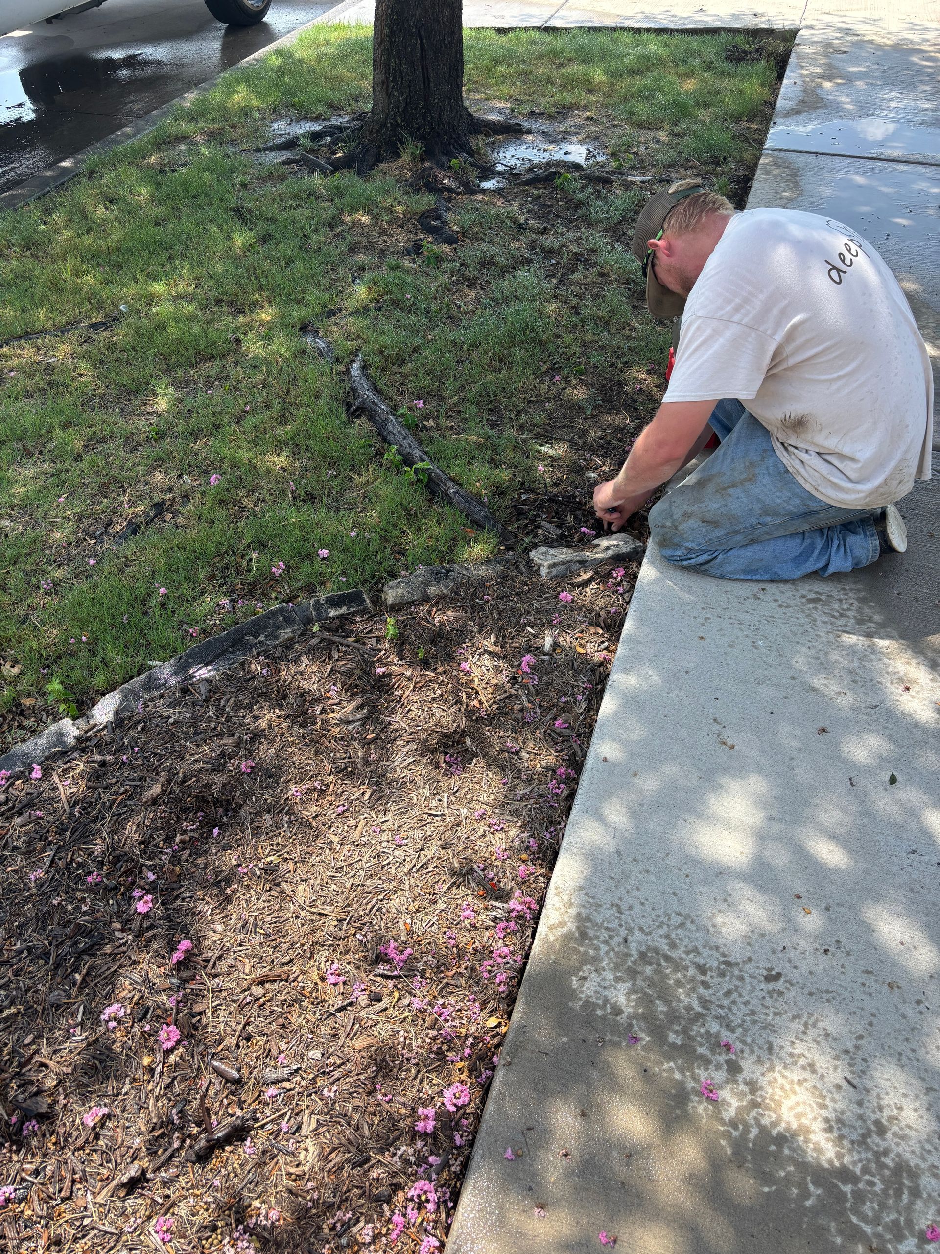 Worker kneeling beside a sidewalk, trimming weeds along a mulched flower bed near a tree
