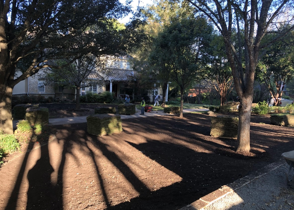 Tree-lined front yard with long shadows, shrubs, and a house in the background