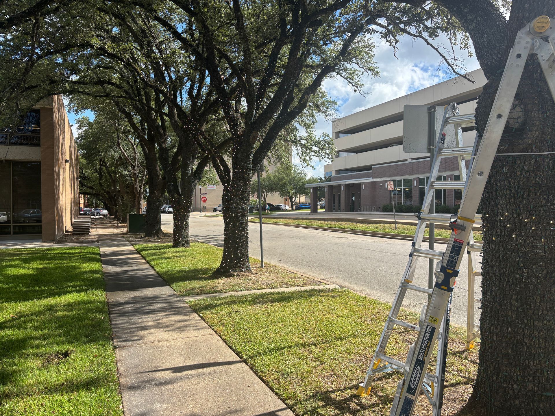 Tree-lined sidewalk beside a grassy lawn and street, with a ladder leaning near a modern building.
