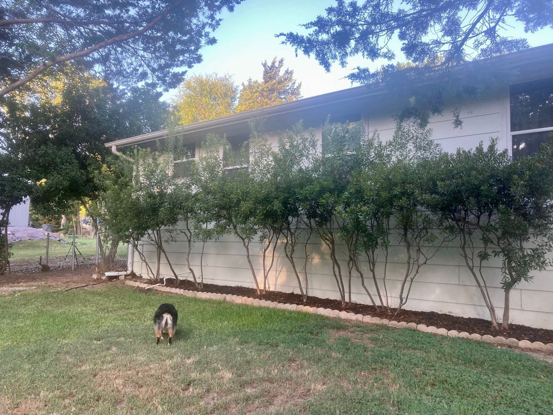 Small dog on grass in front of a white house with trees and bushes along the side.