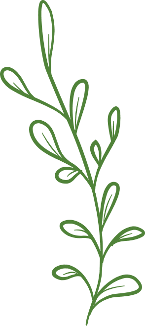 Green leafy vine illustration on a white background