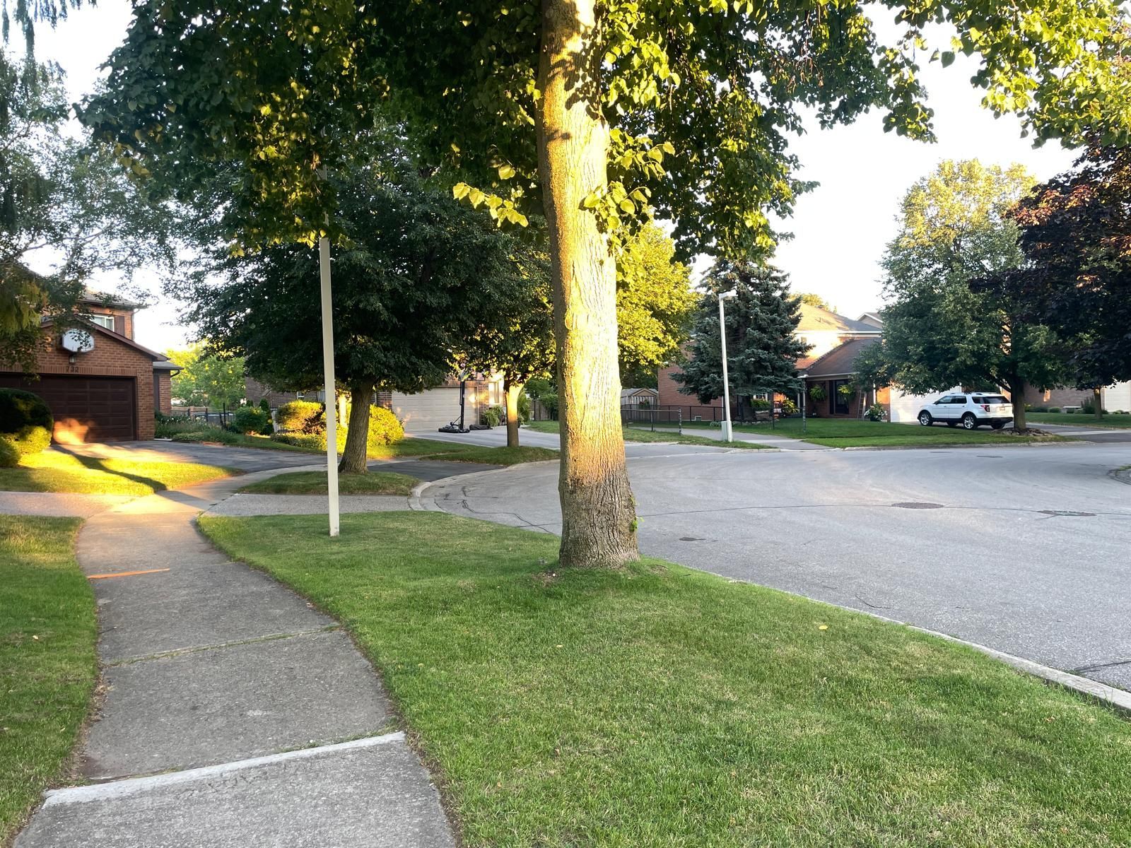 Curved sidewalk beside a tree-lined residential street with houses and parked cars in warm evening light
