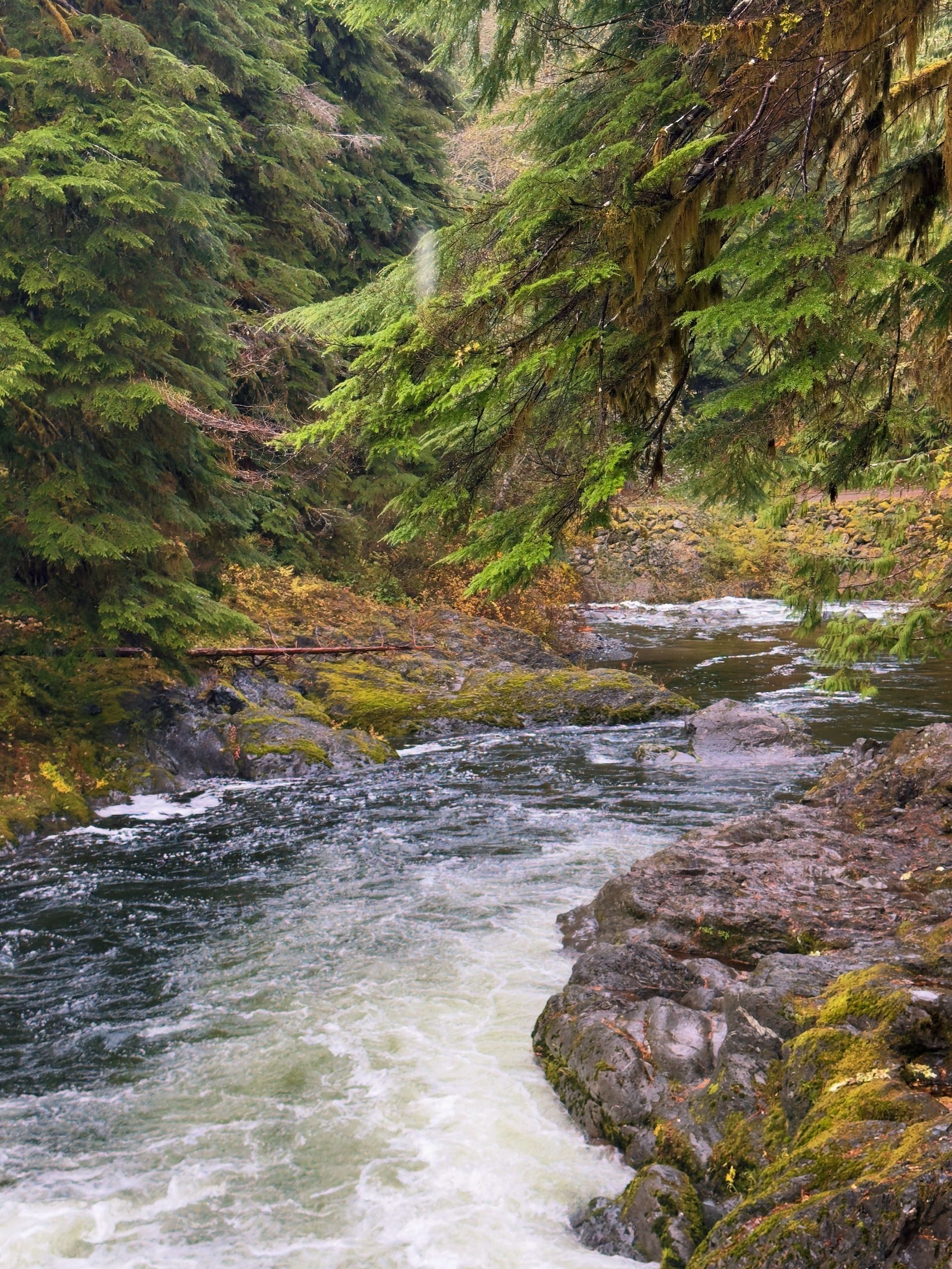 Forest with natural stream of running water